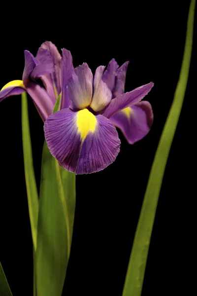 Iris viola — Foto Stock