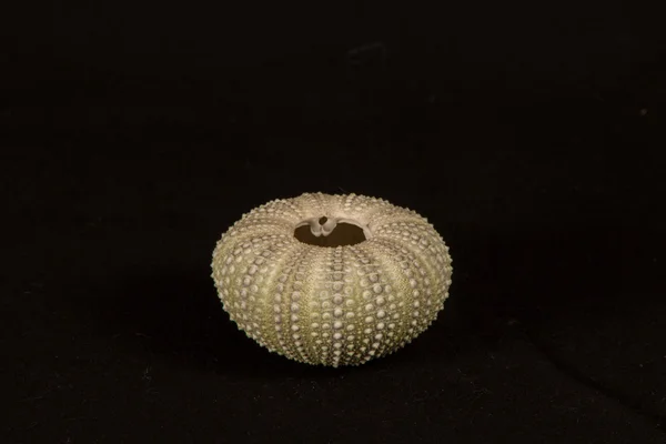 Deniz kestanesi deniz kestanesi euechinoidea