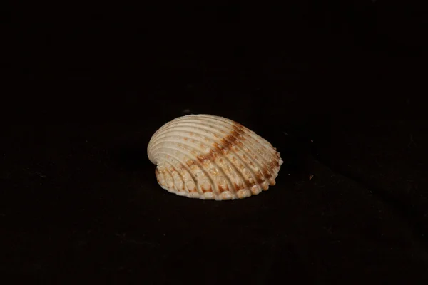 Морской ехиноидный ежа — стоковое фото