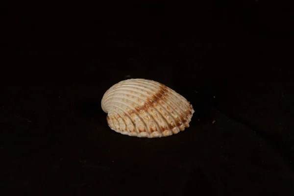 Deniz kestanesi deniz kestanesi euechinoidea