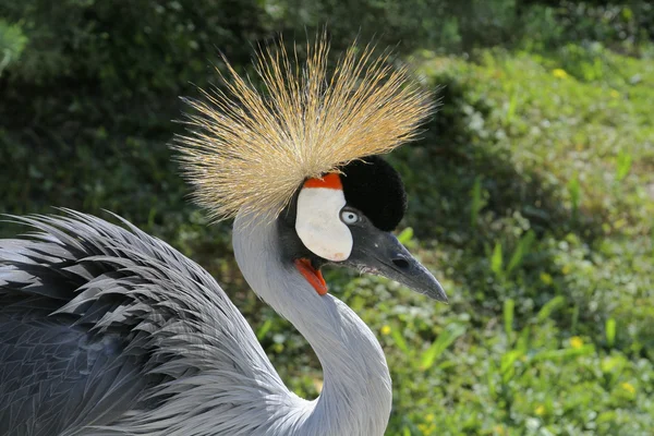 FlavioCapelli