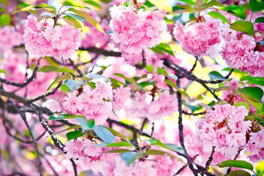 Sakura