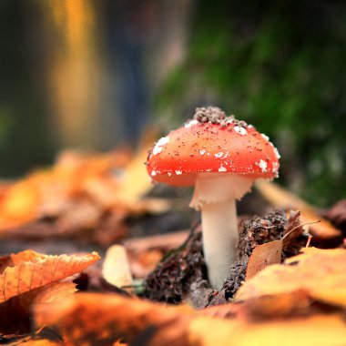 Amanita poisonous mushroom clipart