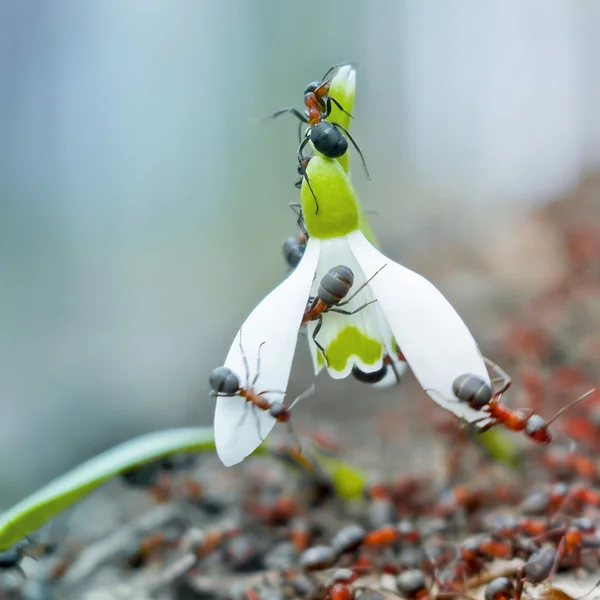 Gotas de neve — Fotografia de Stock