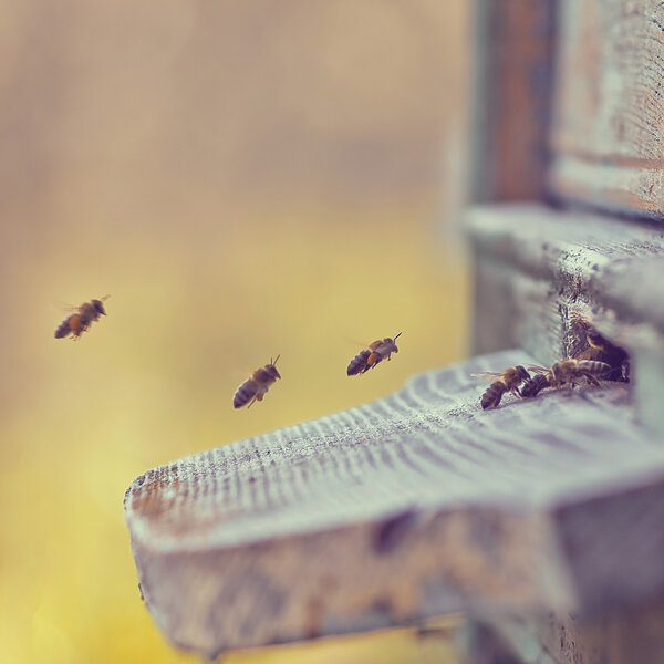 Пчела в полете
