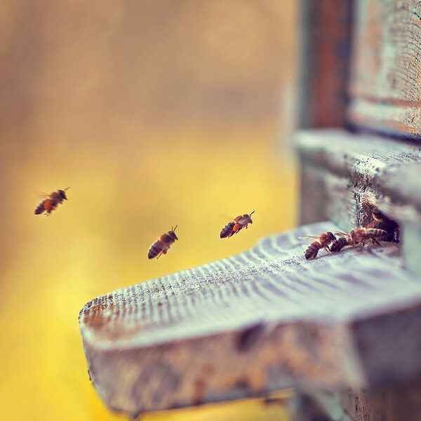 Bee in flight, hive