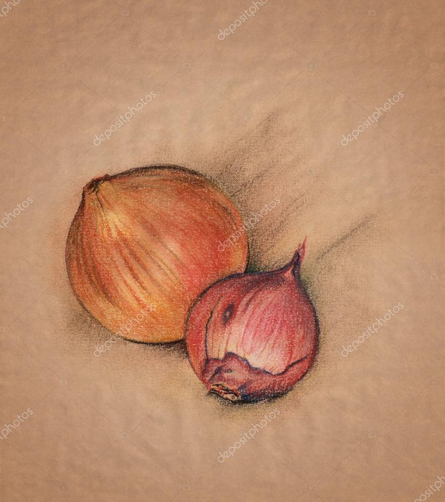 Onion Pastel Drawing Stock Photo C Cattallina 23292610