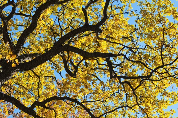 Gökyüzünün arka planında ağaç dalları