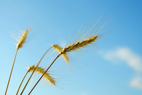 Mısır arka plan mavi gökyüzünün ve diğer kulak kulak
