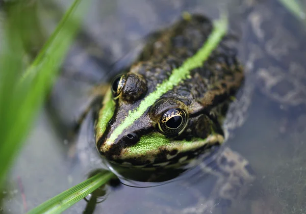 kurbağanın kafasına su