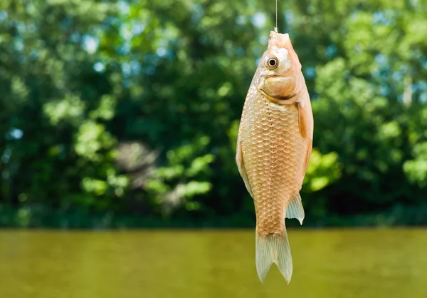 Peces pequeños en el fondo del estanque —  Fotos de Stock