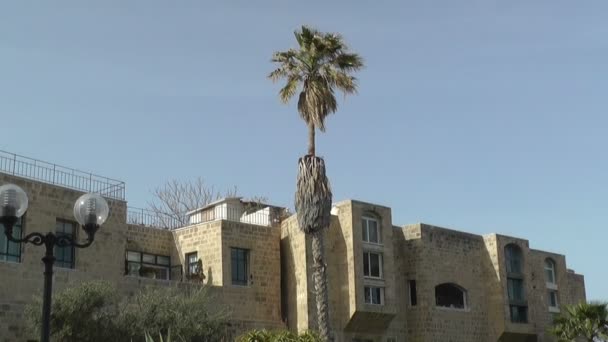 View of a house and palms — Stock Video