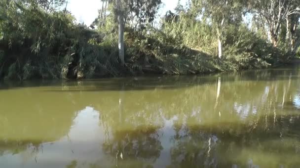 Плавальні качки на річці — стокове відео