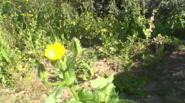 arka plan bahar çiçekleri