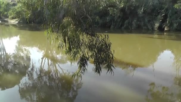 Swimming ducks on a river — Stock Video