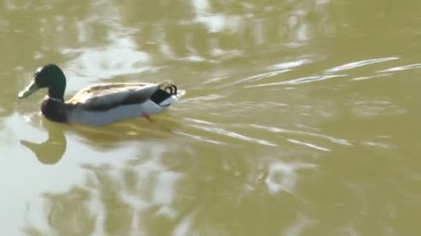 Swimming duck on a pond — Stock Video