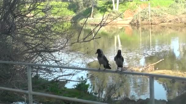 Aves mira a su alrededor — Vídeo de stock