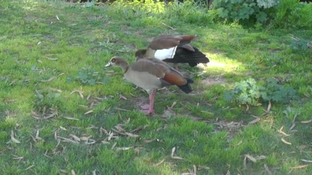 Dos patos salvajes comiendo en la hierba — Vídeo de stock