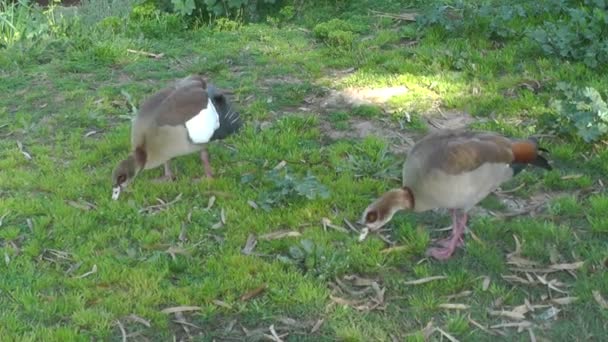Две дикие утки едят на траве — стоковое видео