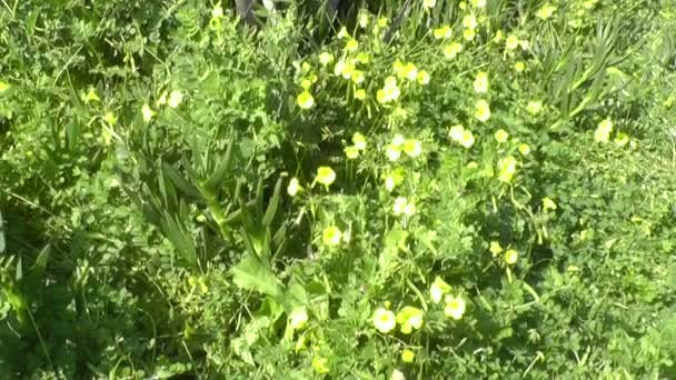 Flores amarillas en hierba verde — Vídeo de stock