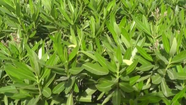 在背景上绿色的植物 — 图库视频影像