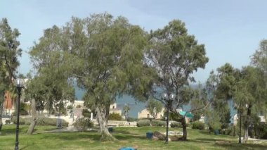 ağaçlar jaffa deniz kıyısında