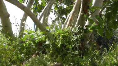 ağır çekim yeşil bitkiler