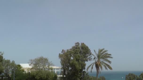 Bomen op zee kust in jaffa — Stockvideo