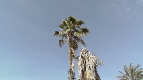 Palms in de blauwe hemel — Stockvideo