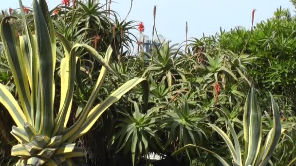 슬로우 모션 녹색 식물 — 비디오