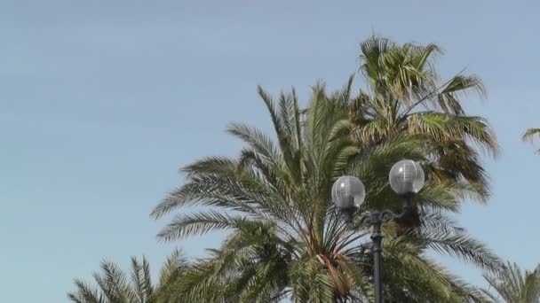 Palmas no céu azul — Vídeo de Stock