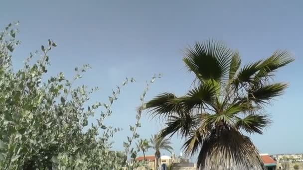 Пальмы в голубом небе — стоковое видео