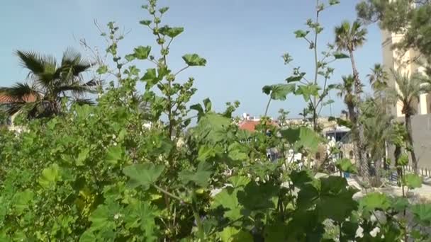 Slow motion groene planten — Stockvideo