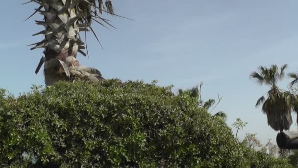 Пальмы в голубом небе — стоковое видео
