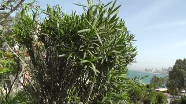 La côte de la mer et la vue sur Tel Aviv — Video