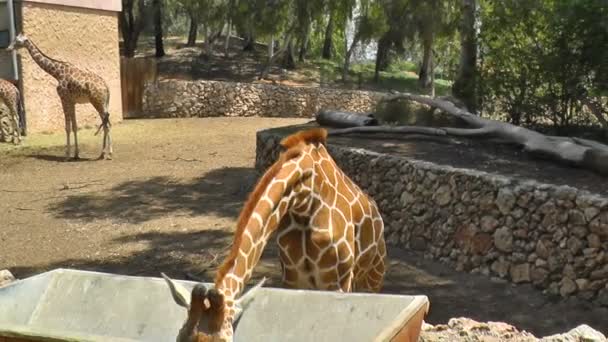 Giraffen laufen — Stockvideo