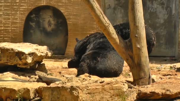 Dos osos pardos — Vídeo de stock