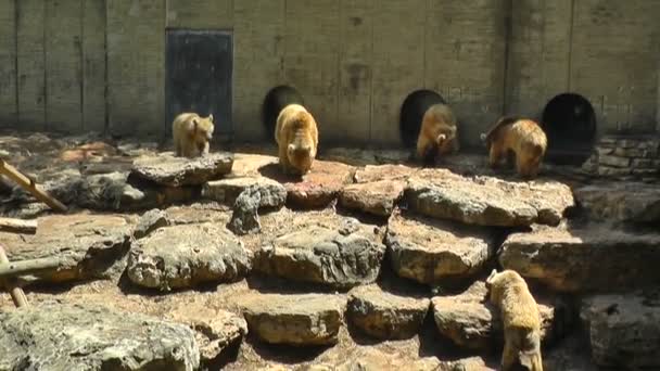 Медведи едят рыбу — стоковое видео
