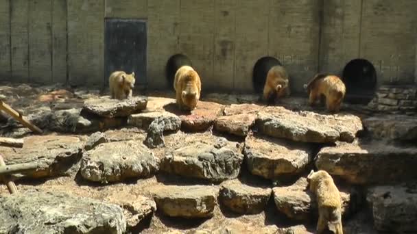 Bears eating a Fish — Stock Video