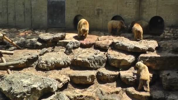 Bears eating a Fish — Stock Video