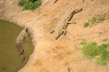 Timsahlar üst üste