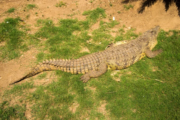 Krokodil i rad — Stockfoto