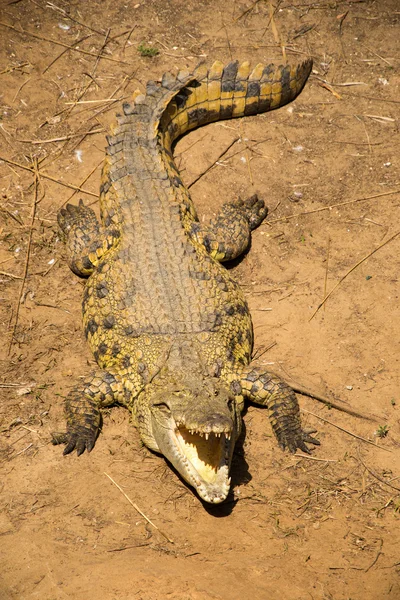 Krokodil — Stockfoto