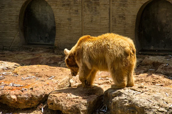 Bear eating a Fish — Stock Photo, Image