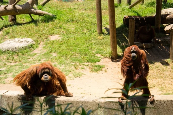 orangutanlar