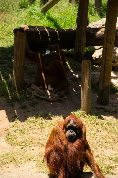 Orangután — Foto de Stock