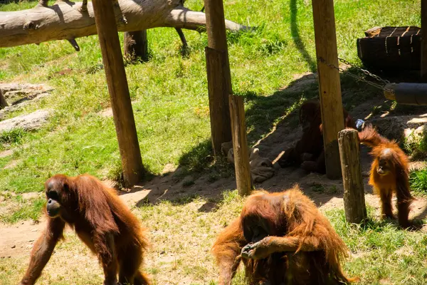 orangutanlar