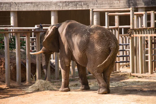 Yiyen bir fil — Stok fotoğraf