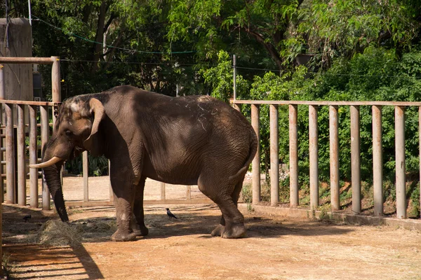 Yiyen bir fil — Stok fotoğraf