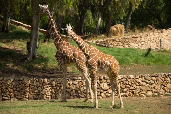 Two giraffe — Stock Photo, Image